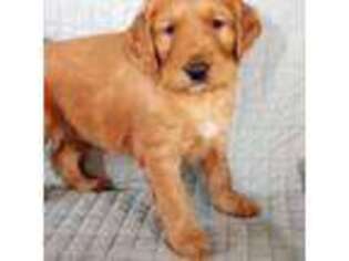 Golden Retriever Puppy for sale in New Haven, VT, USA