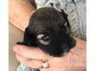 Havanese Puppy for sale in Sarasota, FL, USA