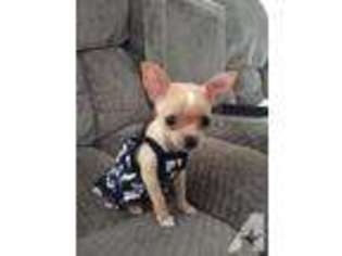 Chihuahua Puppy for sale in EWA BEACH, HI, USA