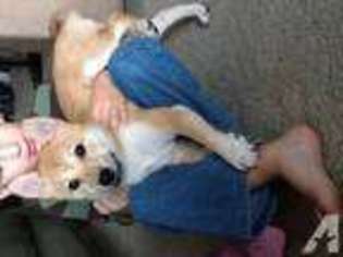 Shiba Inu Puppy for sale in VIRGINIA BEACH, VA, USA