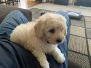 Cavapoo Puppy for sale in Lockport, IL, USA