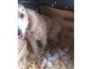 Goldendoodle Puppy for sale in Pontotoc, MS, USA