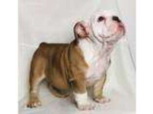Bulldog Puppy for sale in Covington, GA, USA