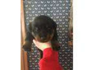 Rottweiler Puppy for sale in Midland, OH, USA