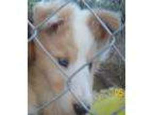 Collie Puppy for sale in Los Lunas, NM, USA