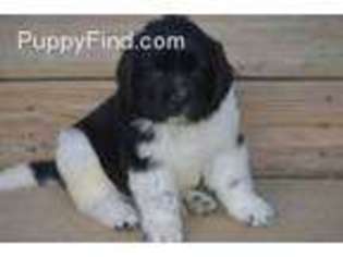 Newfoundland Puppy for sale in Campbellsburg, KY, USA