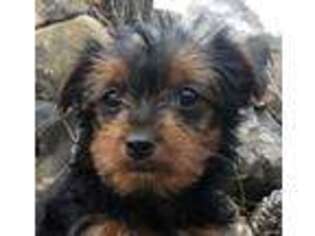 Yorkshire Terrier Puppy for sale in Trenton, GA, USA