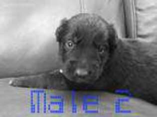 Australian Shepherd Puppy for sale in Litchfield, ME, USA