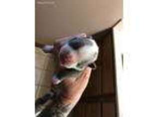 Boston Terrier Puppy for sale in Beresford, SD, USA
