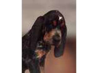 Bluetick Coonhound Puppy for sale in Red Level, AL, USA