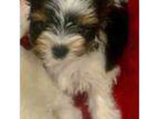 Biewer Terrier Puppy for sale in New York, NY, USA