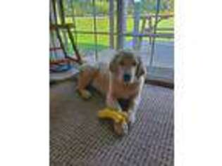 Golden Retriever Puppy for sale in Cherry Valley, NY, USA