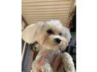 Maltese Puppy for sale in Spring Hill, KS, USA