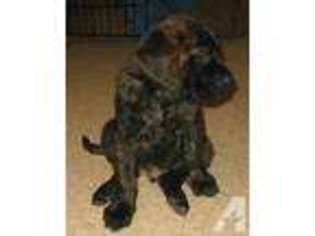 Mastiff Puppy for sale in TUMTUM, WA, USA