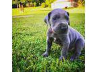 Great Dane Puppy for sale in Columbus, MS, USA