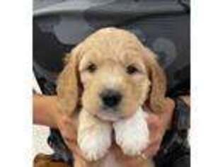 Goldendoodle Puppy for sale in Lake Forest, CA, USA