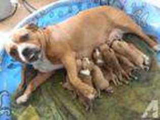 Staffordshire Bull Terrier Puppy for sale in MORRISTON, FL, USA