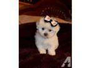 Maltese Puppy for sale in ELGIN, TX, USA