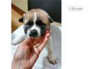 Akita Puppy for sale in Wilkes Barre, PA, USA