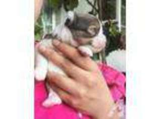 Chihuahua Puppy for sale in MIRA LOMA, CA, USA