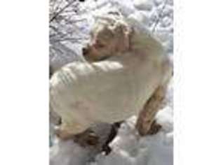 American Bulldog Puppy for sale in Denver, CO, USA