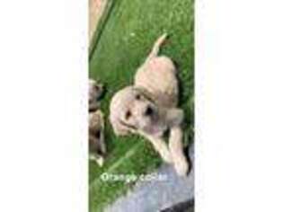 Goldendoodle Puppy for sale in Ramona, CA, USA