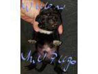 Pug Puppy for sale in Fox Lake, IL, USA