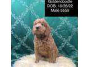 Goldendoodle Puppy for sale in Bells, TX, USA