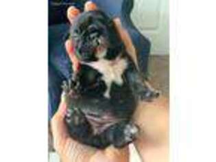 French Bulldog Puppy for sale in Salisbury, MD, USA