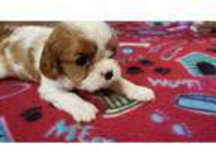 Cavalier King Charles Spaniel Puppy for sale in Cleveland, NC, USA