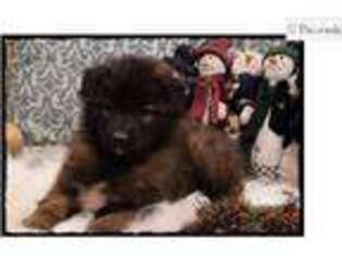 Belgian Tervuren Puppy for sale in Saint Louis, MO, USA