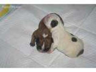 French Bulldog Puppy for sale in Vermillion, KS, USA