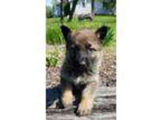 German Shepherd Dog Puppy for sale in Toledo, OH, USA
