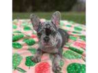 French Bulldog Puppy for sale in White Pigeon, MI, USA