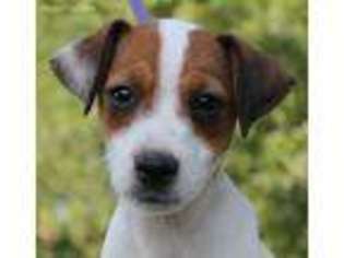 Mutt Puppy for sale in Moss, TN, USA