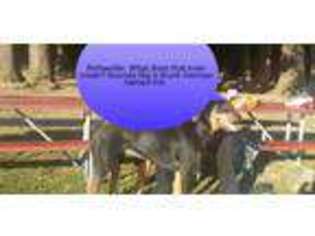 Rottweiler Puppy for sale in BELLEVUE, WA, USA