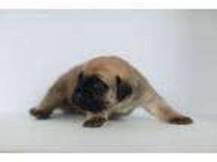 Mastiff Puppy for sale in Maineville, OH, USA