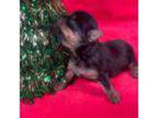 Yorkshire Terrier Puppy for sale in Maxton, NC, USA