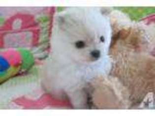 Pomeranian Puppy for sale in LARGO, FL, USA