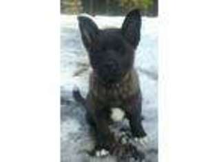 Akita Puppy for sale in Thompson Falls, MT, USA