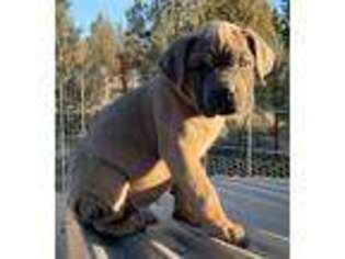 Cane Corso Puppy for sale in Madras, OR, USA