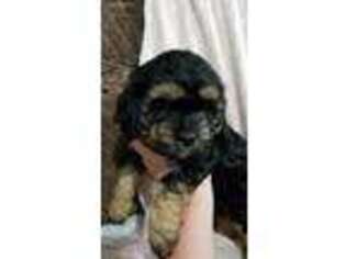 Cavapoo Puppy for sale in Rushville, NY, USA