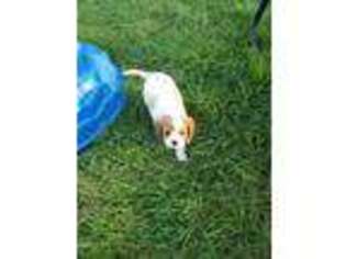 Cavalier King Charles Spaniel Puppy for sale in Royal Center, IN, USA