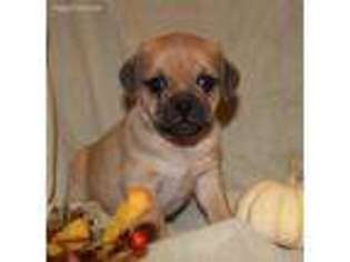 Puggle Puppy for sale in Schuylkill Haven, PA, USA