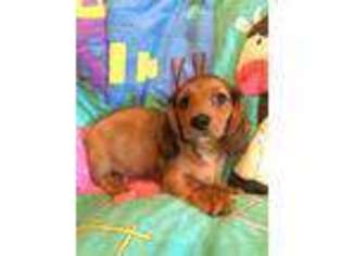 Dachshund Puppy for sale in Hunnewell, MO, USA