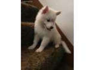 American Eskimo Dog Puppy for sale in Richmond, OH, USA
