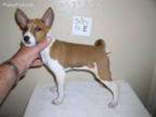 Basenji Puppy for sale in Humble, TX, USA