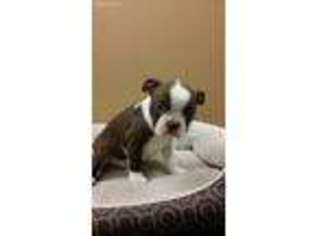 Boston Terrier Puppy for sale in MILLSTADT, IL, USA