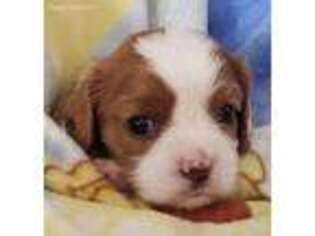 Cavalier King Charles Spaniel Puppy for sale in California, MO, USA