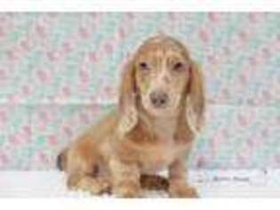 Dachshund Puppy for sale in Zanesville, OH, USA